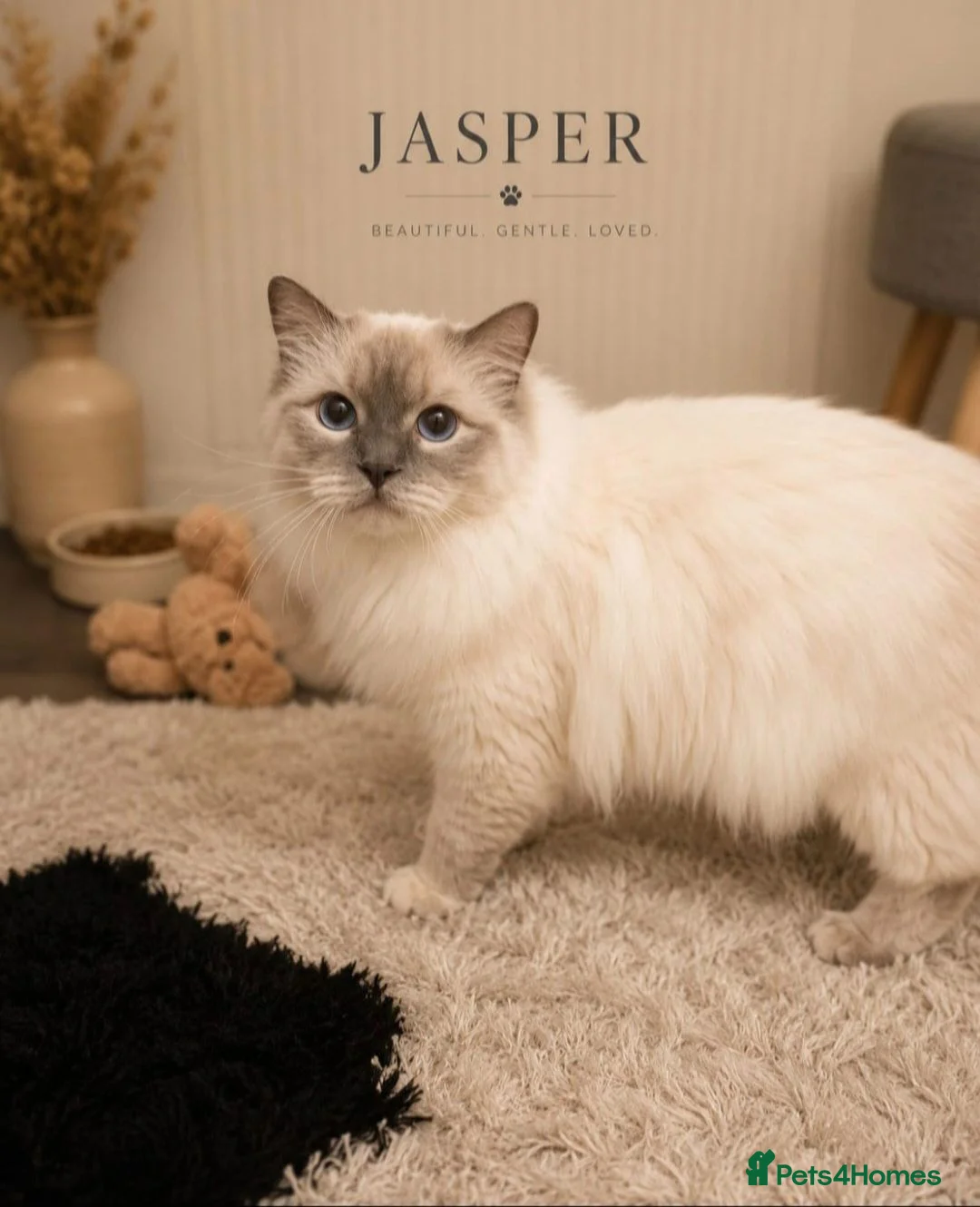 Ragdoll cats for stud: GCCF Lilac Point Ragdoll Stud Proven - Advert 2