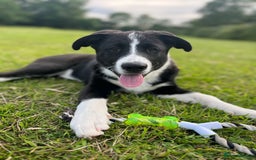 Mixed Breed dogs for sale: Elvis - Image 1