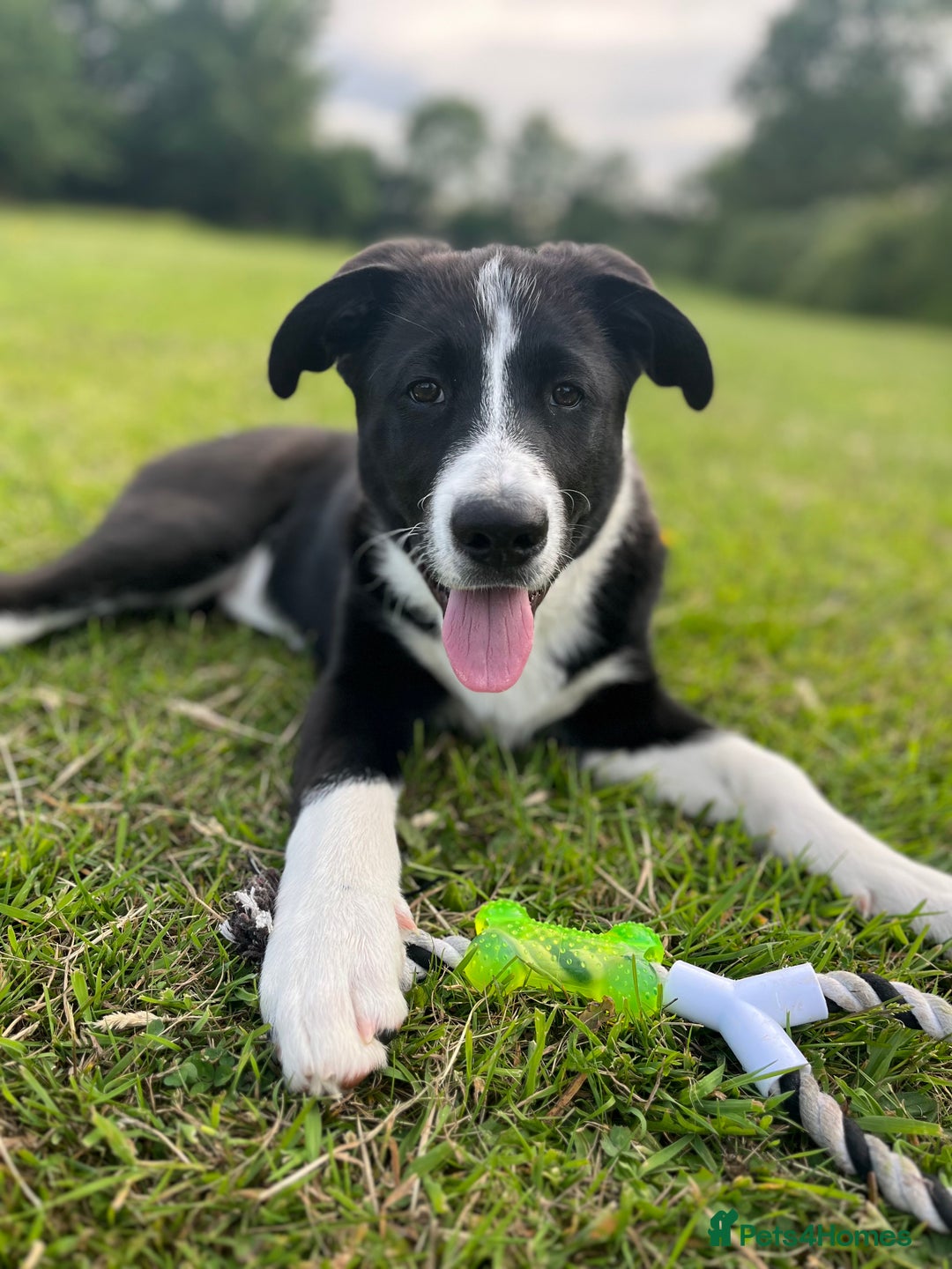 Mixed Breed dogs for sale: Elvis - Image 1