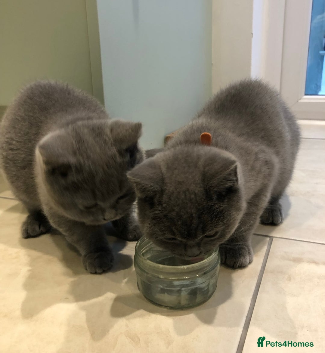 British Shorthair cats for stud:  British Shorthair Stud Services - Meet Dext  - Advert 5