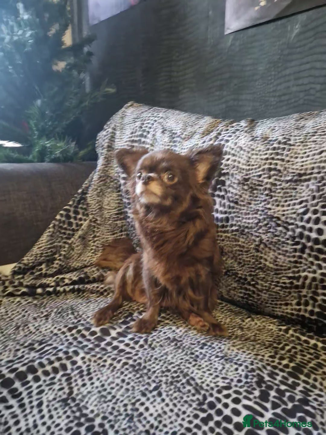 Chihuahua dogs for sale: 4 male chihuahuas - Advert 3