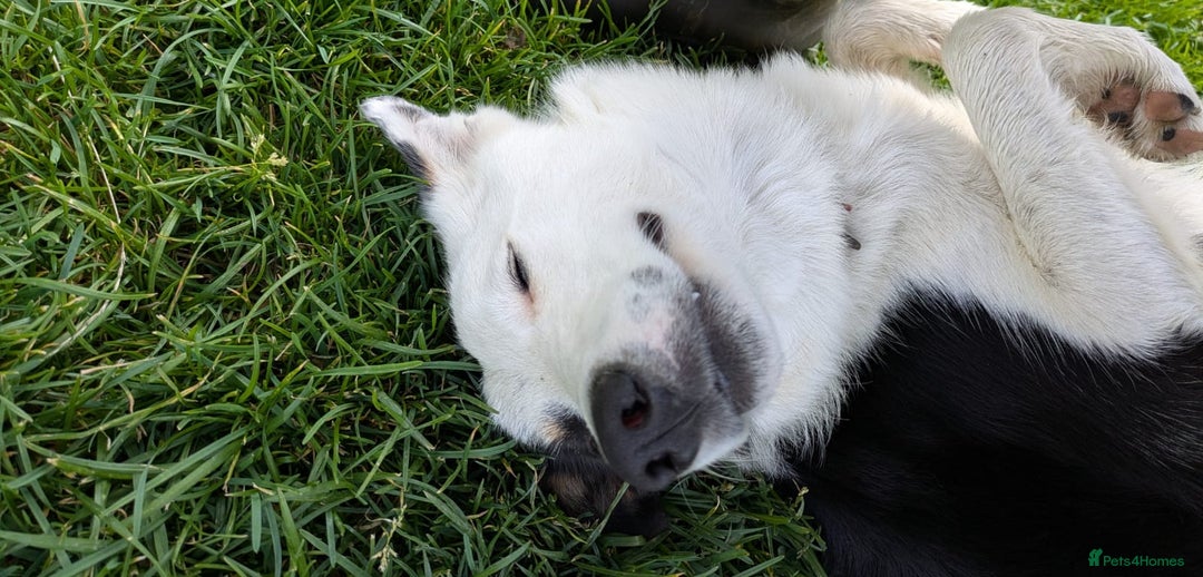 Border Collie dogs for sale: 17 month Border Collie  - Image 5