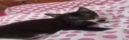 Mixed Breed cats for sale: Beautiful kittens for sale  - Advert 9