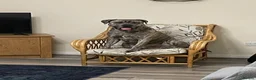 Cane Corso dogs for stud: Reverse Brindle Cane Corso Stud - Advert 7