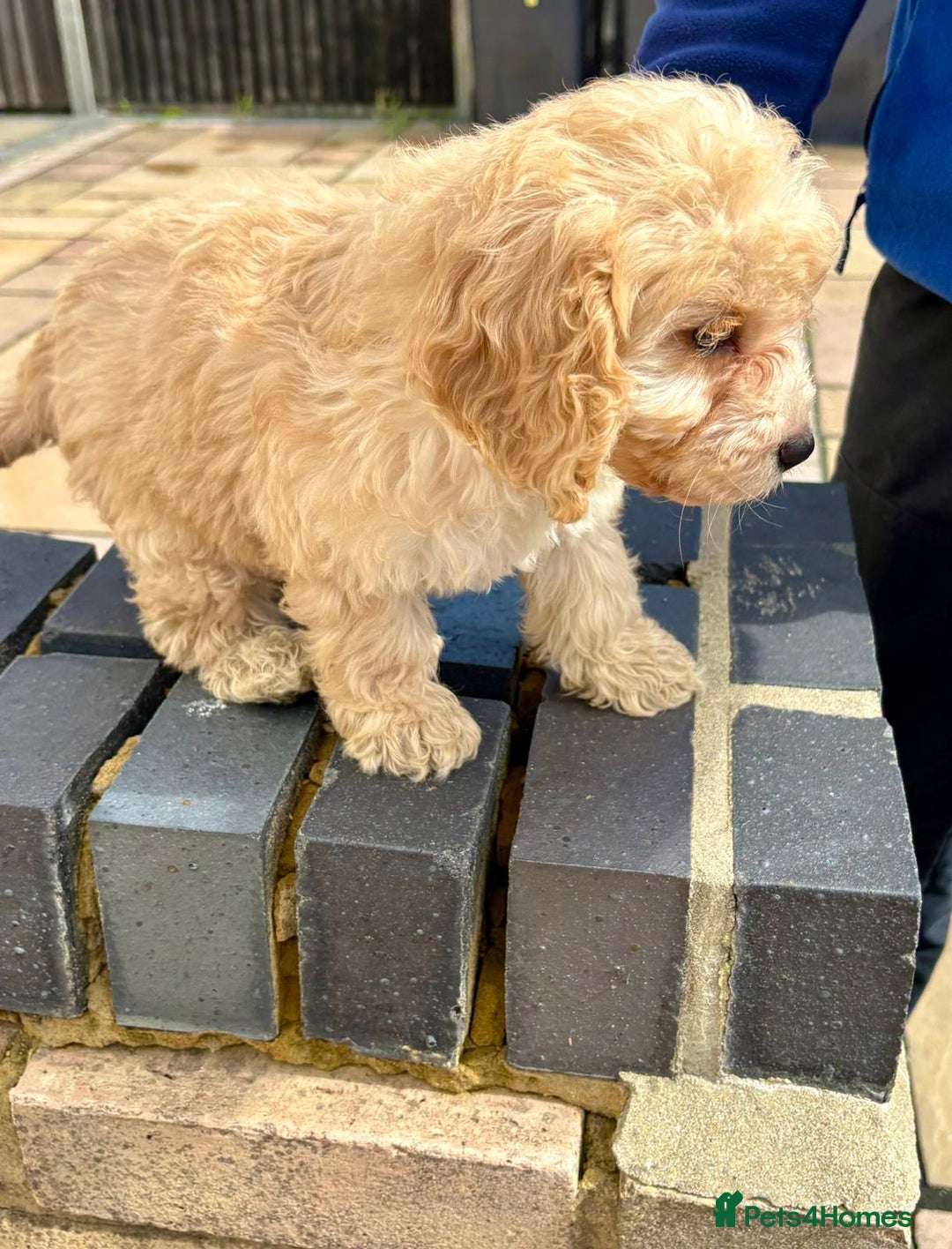 Cockapoo dogs for sale: F1 cockapoos - Image 5