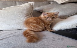 Ragdoll cats for sale: Mixed breed - Ragdoll x tabby male kitten  - Image 3
