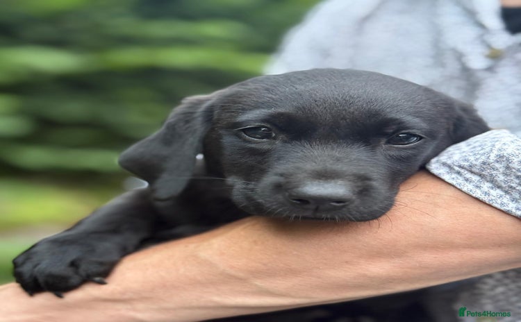 Labrador Retriever dogs - Advert 9