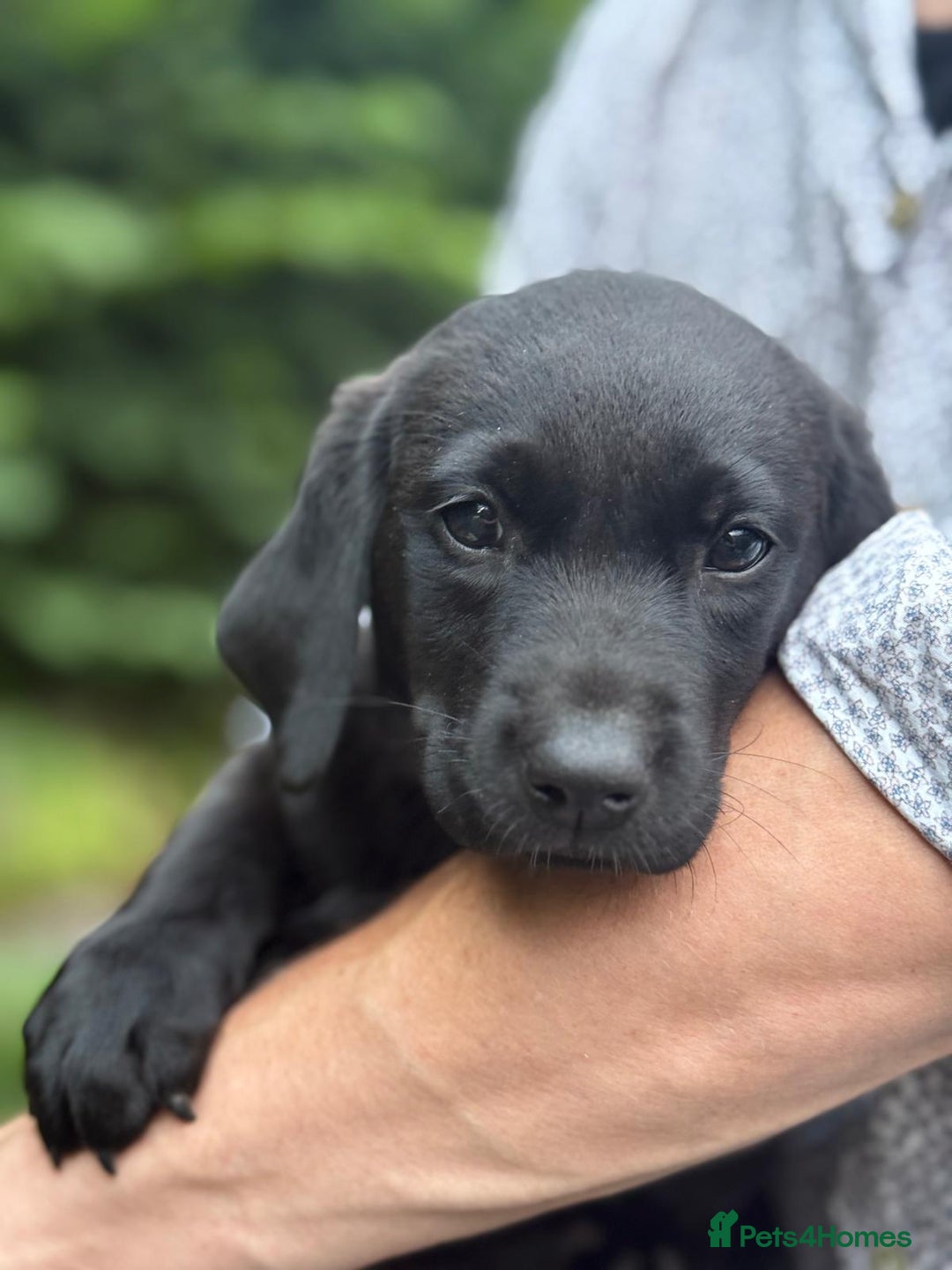 Labrador Retriever dogs for sale: QUALITY HEALTH TESTED KC LABRADOR PUPPIES  - Image 1