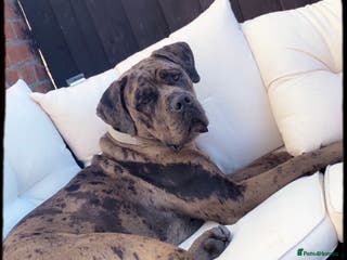 Cane Corso dogs Cane corso - Advert 2