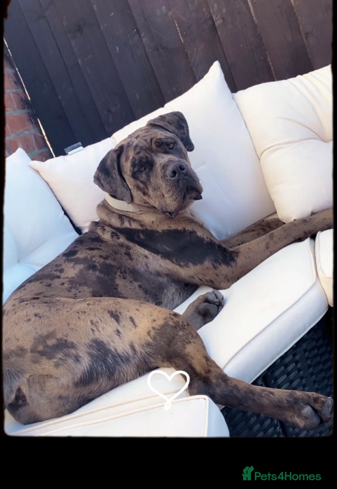 Cane Corso dogs for sale: Cane corso - Advert 1