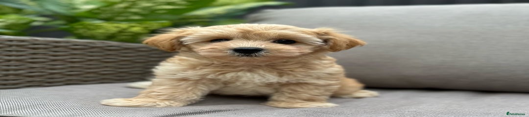 Maltipoo Puppy 2