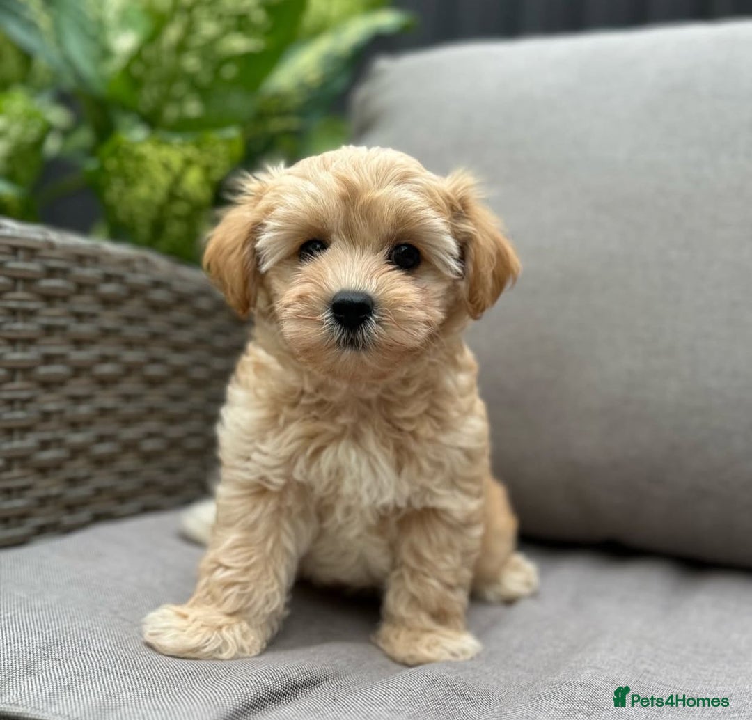 Maltipoo dogs for sale: Beautiful Maltipoo Toy Puppies - Image 15