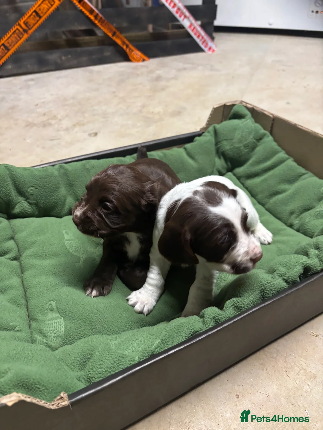 Springador dogs for sale: Sprockerdor puppies for sale - Advert 11