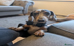 Miniature Dachshund dogs for sale: Male Miniature Dachshund 9 months old  - Image 2