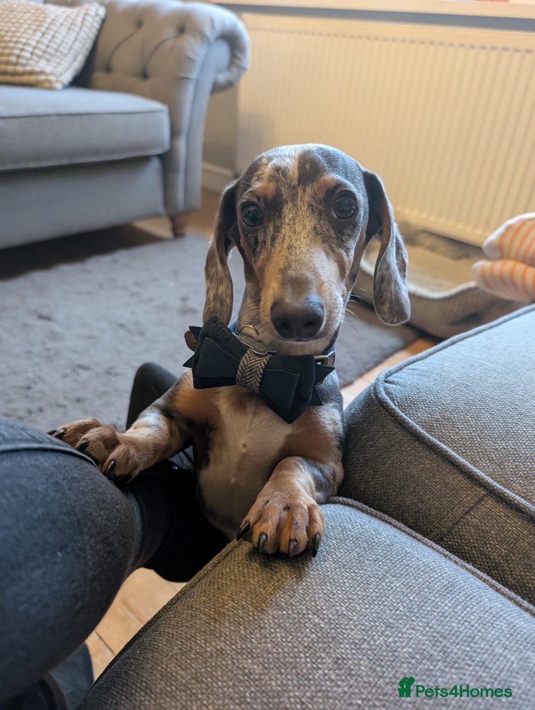 Miniature Dachshund dogs for sale: Male Miniature Dachshund 9 months old  - Image 2