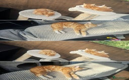 Mixed Breed cats for sale: 4 Ginger Kittens READY FOR A NEW HOME/WEST DRAYTO - Image 6