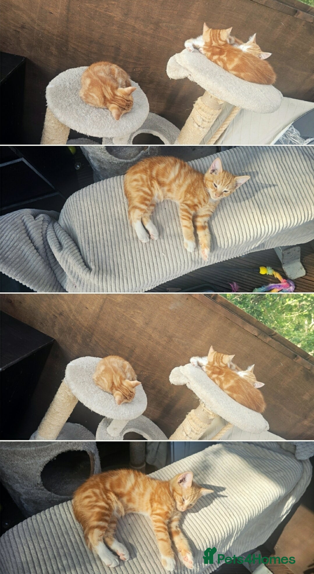 Mixed Breed cats for sale: 4 Ginger Kittens READY FOR A NEW HOME/WEST DRAYTO - Image 6