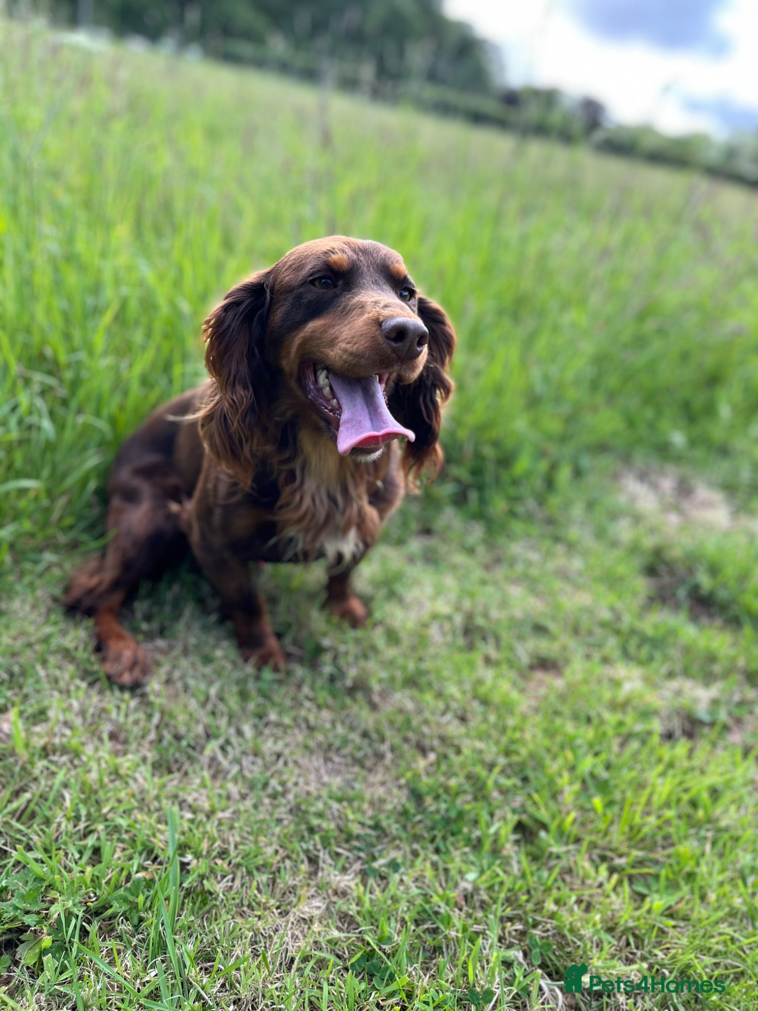 Cocker Spaniel dogs for stud: HEALTH TESTED KC COCKER SPANIEL STUD - Advert 2