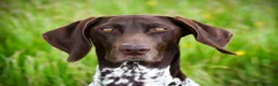 German Shorthaired Pointer dogs for sale: GSP KC Registered Puppies due April 2026 in Craven Arms - Advert 6