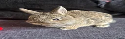 Netherland Dwarf rabbits for sale: Neathland dwalf babies - Advert 2