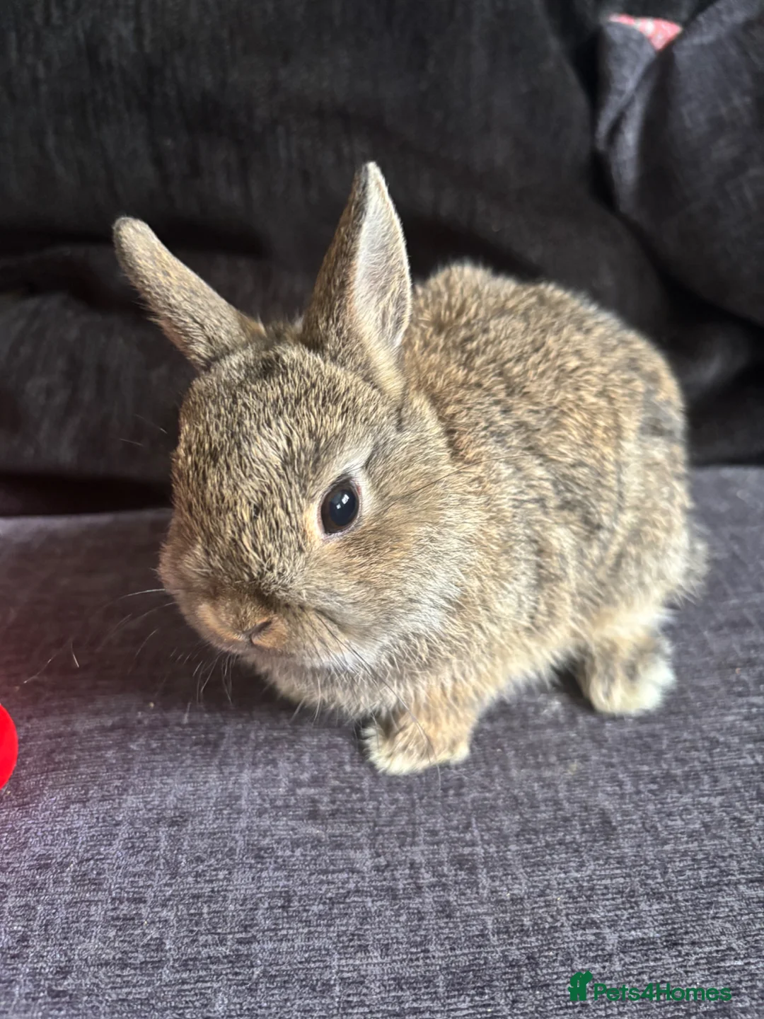 Netherland Dwarf rabbits for sale: Neathland dwalf babies - Advert 2