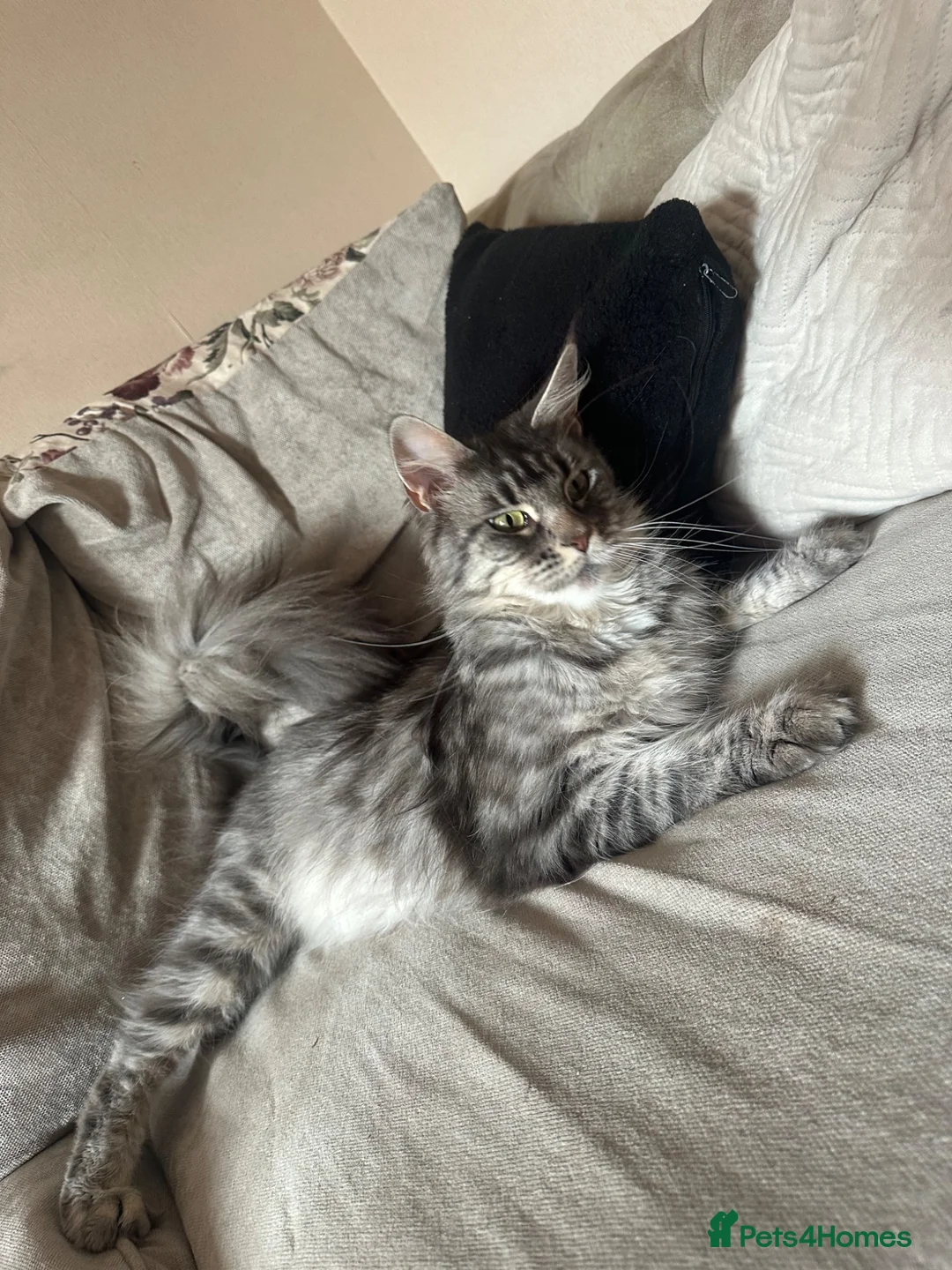 Maine Coon cats for sale: Active Maine coon female  - Advert 4