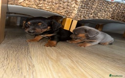 Mixed Breed dogs for sale: Jack Russel/miniature Datchound - Image 7