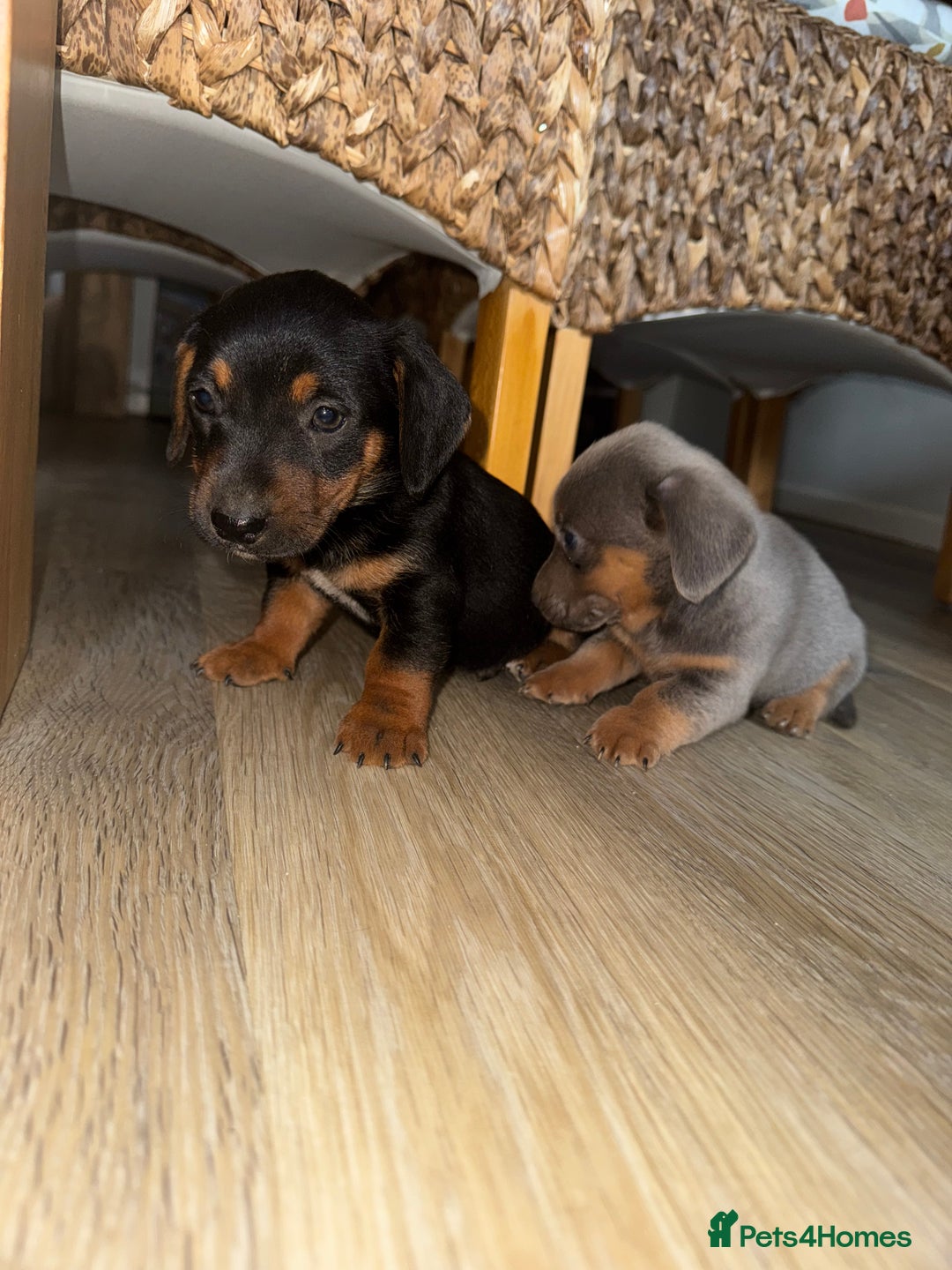 Mixed Breed dogs for sale: Jack Russel/miniature Datchound - Image 7