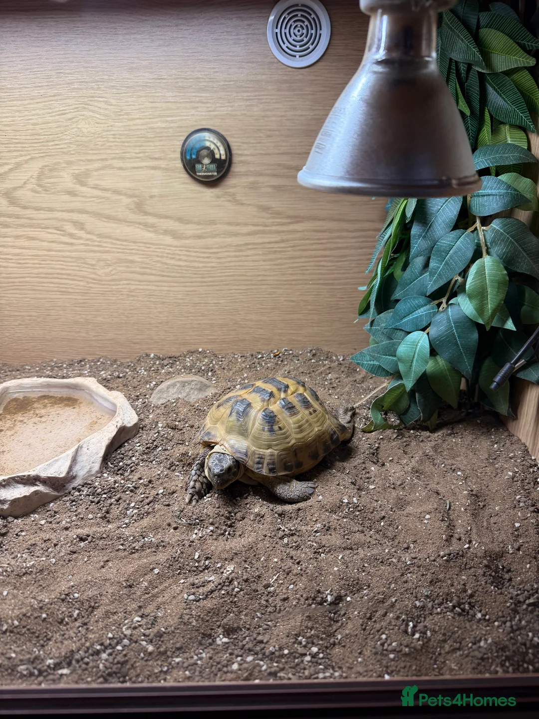 Tortoise reptiles for sale: Henry the Horsefield - Advert 3