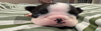 Boston Terrier 1