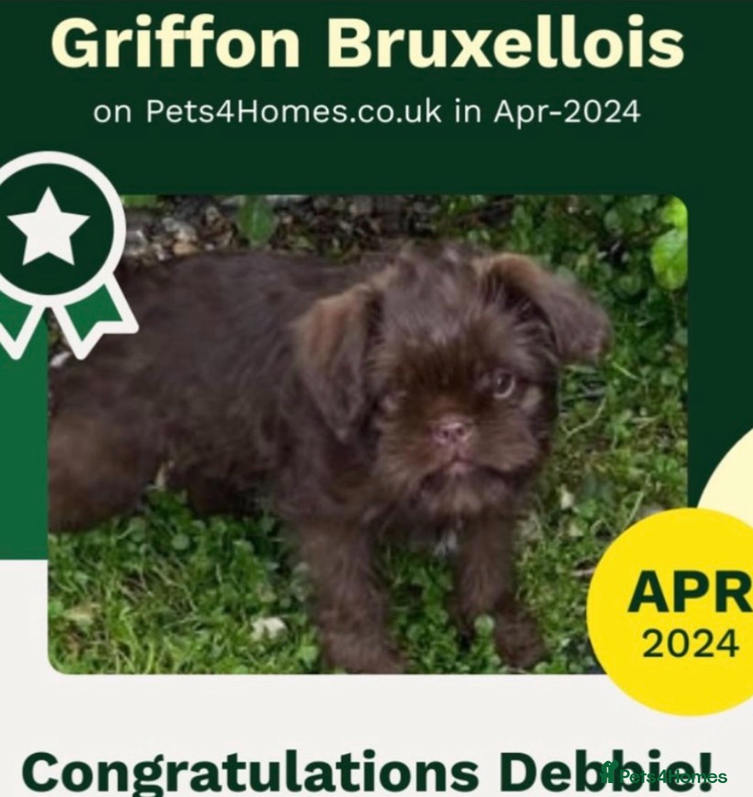 Griffon Bruxellois dogs for sale: New Kids on the Block - Image 23