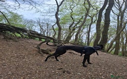 Lurcher dogs for stud: Adorable lurcher for stud - Image 10