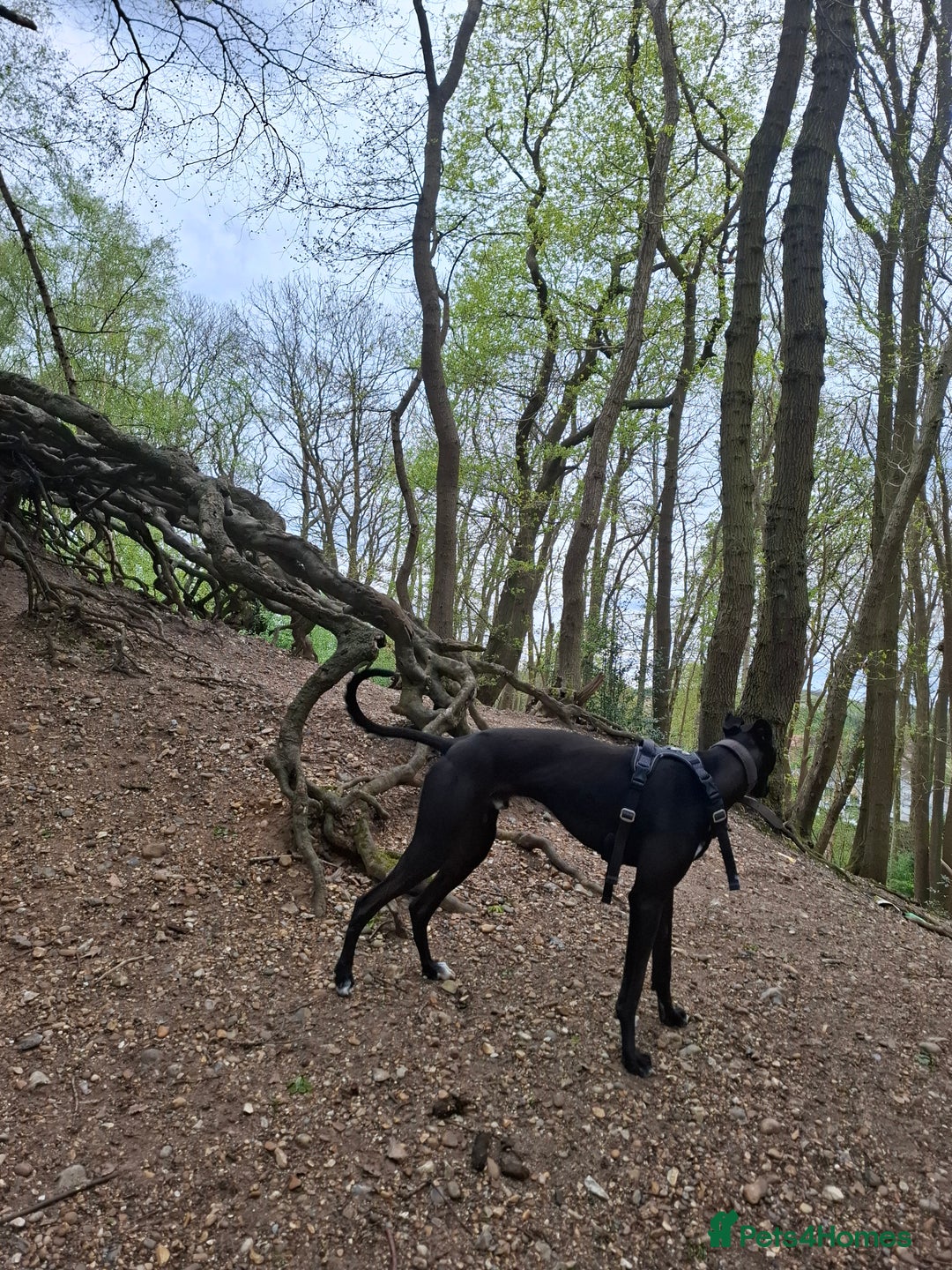 Lurcher dogs for stud: Adorable lurcher for stud - Image 10