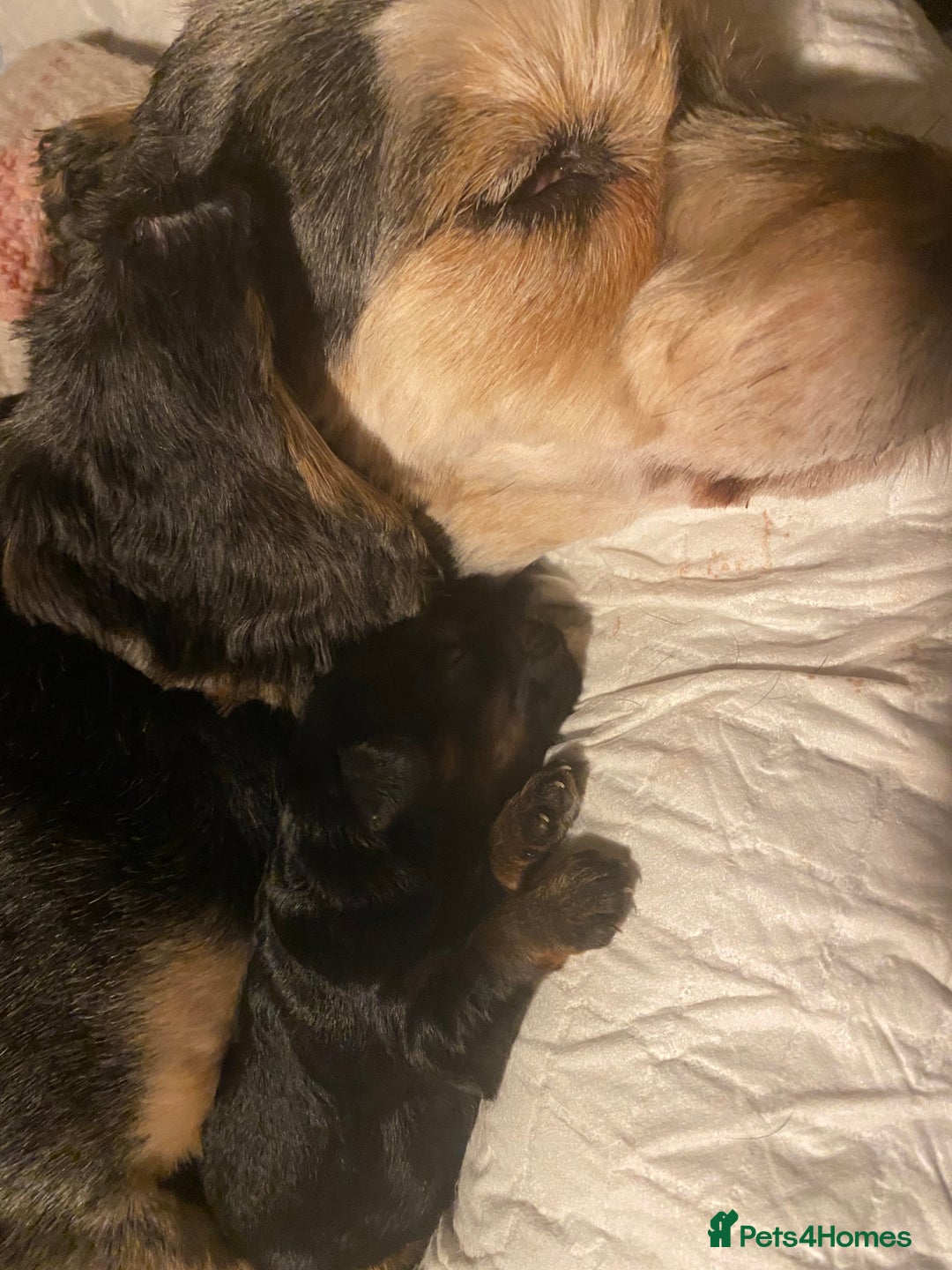 Cockapoo dogs for sale: F1b cockapoo video call viewings available  - Advert 9