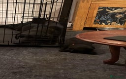 Mixed Breed dogs for sale: Beautiful sheprador puppies  - Advert 12