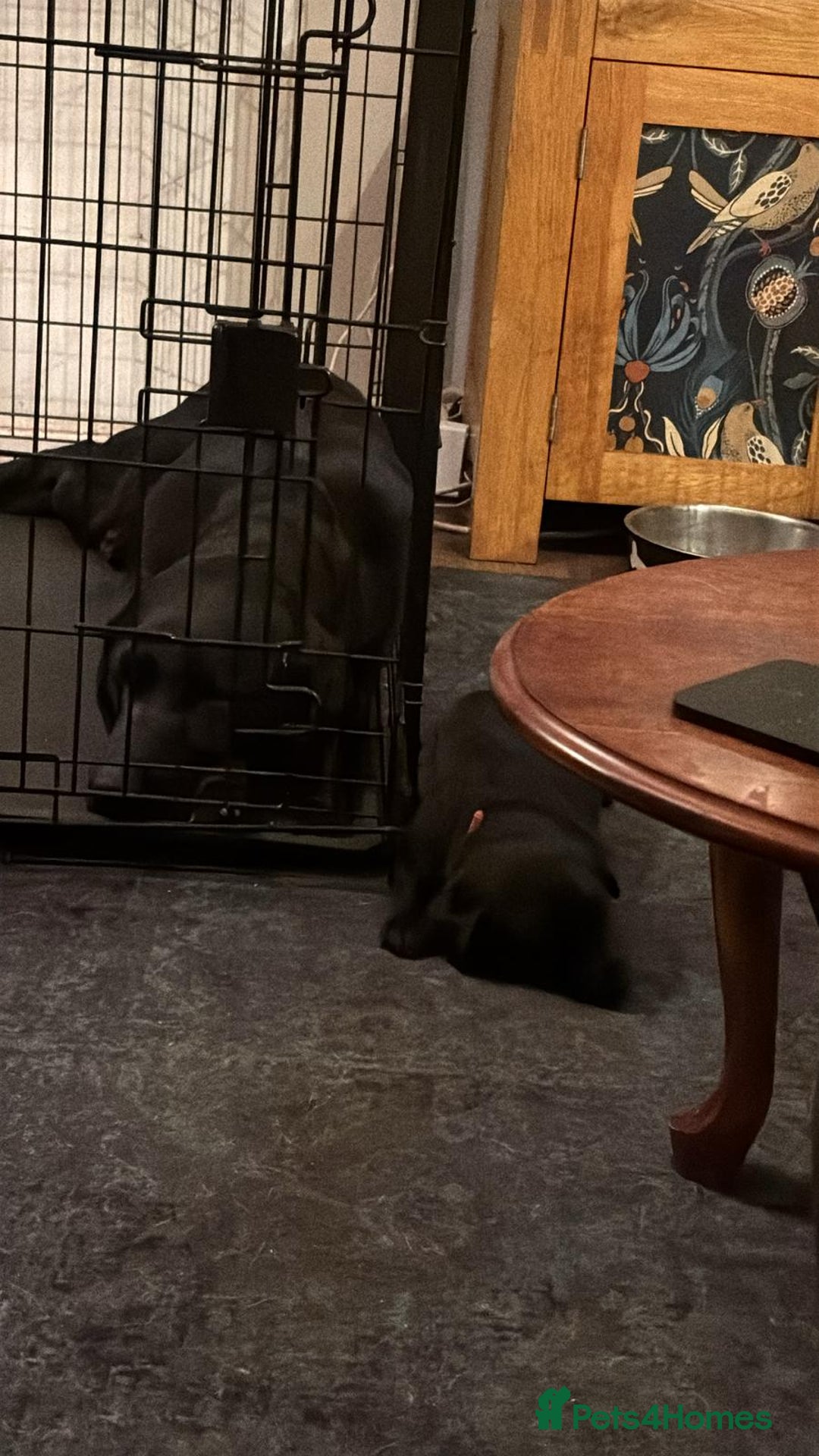 Mixed Breed dogs for sale: Beautiful sheprador puppies  - Advert 12