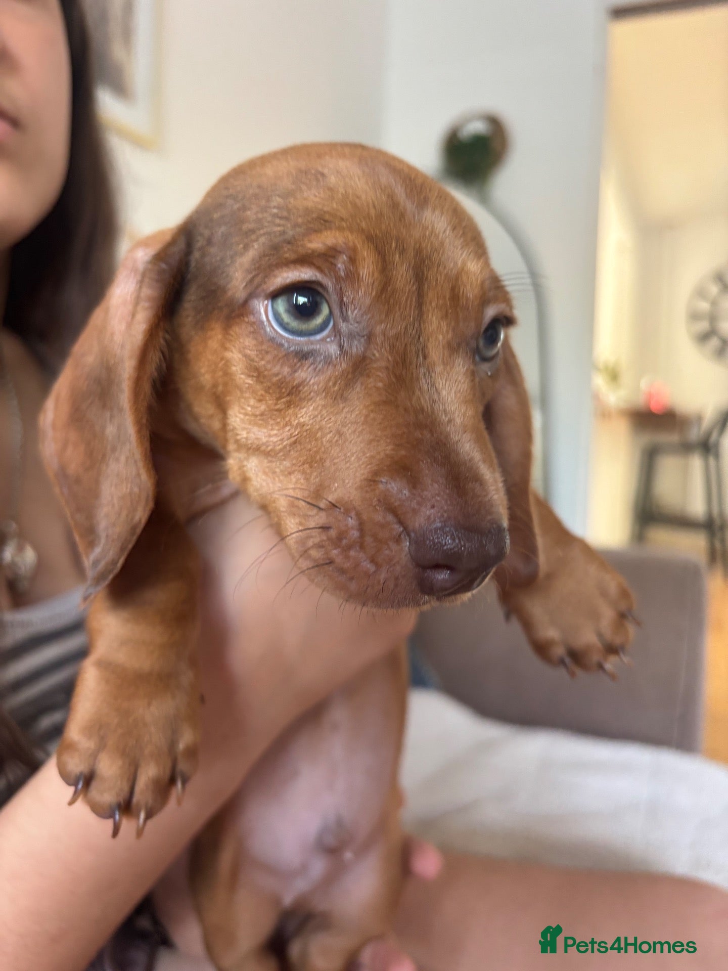 Miniature Dachshund dogs Miniature kc registered pups ready 7th oct - Advert 22