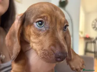 Miniature Dachshund dogs Miniature kc registered pups ready 7th oct - Advert 22
