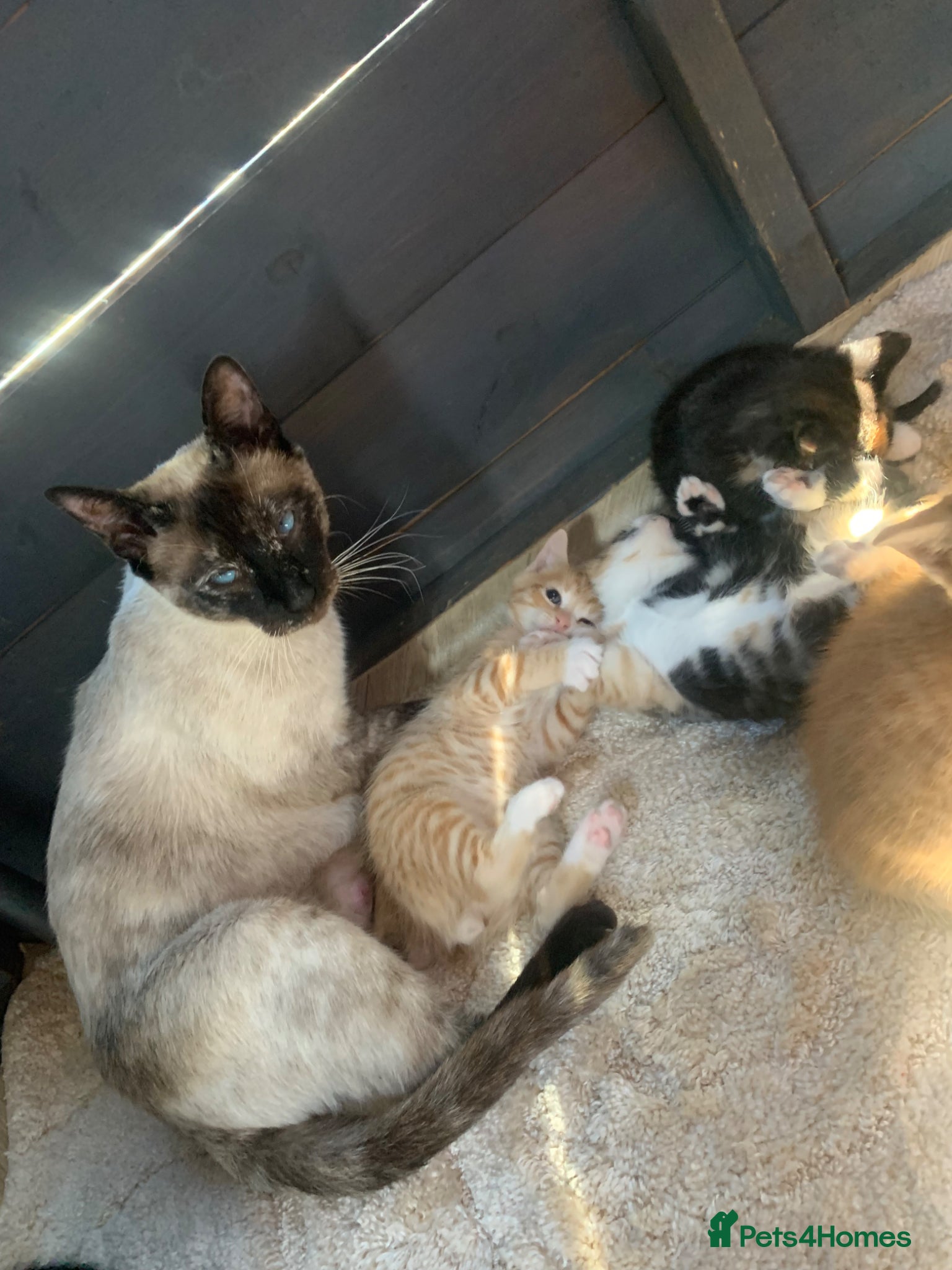 Mixed Breed cats Kittens - Advert 5