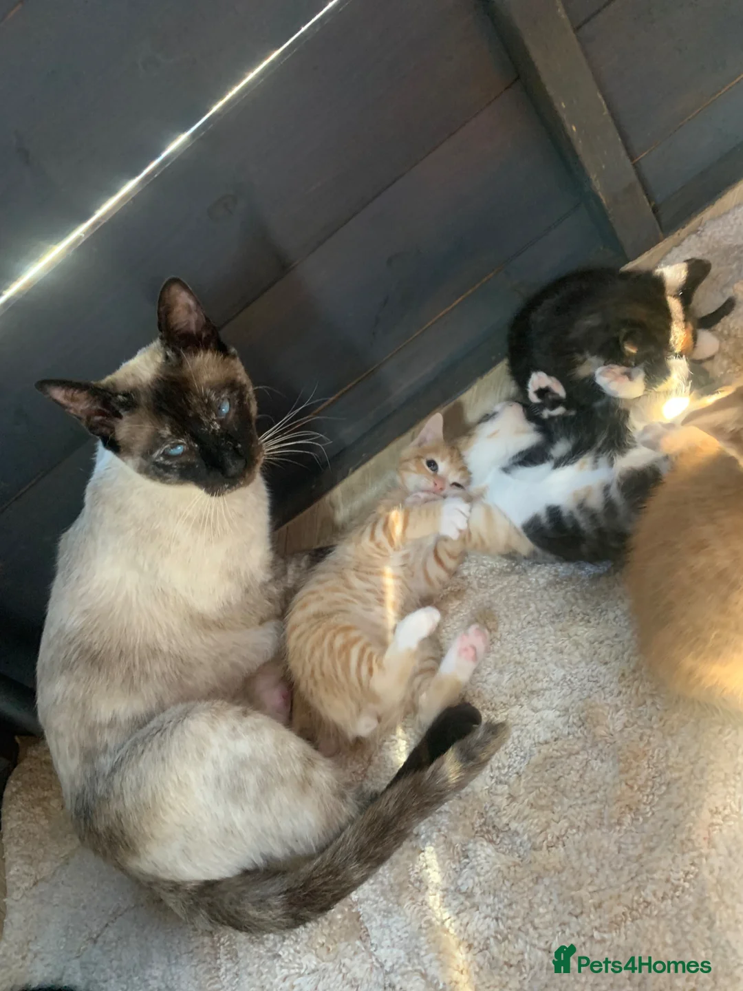 Mixed Breed cats for sale: Kittens - Advert 1