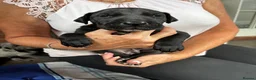 Great Dane dogs for sale: 2 girls left Great Dane puppys - Advert 8
