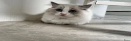 Ragdoll cats for sale: Chunky fluffy babies Available. - Advert 33