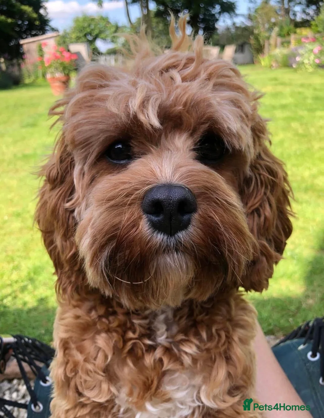 Cavapoo dogs for sale: Specialist heart + eye tested parents  - Advert 1