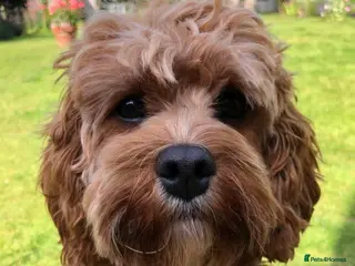 Cavapoo dogs Specialist heart + eye tested parents - Advert 5