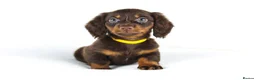 Miniature Dachshund dogs for sale: 4 male Dachshunds - Advert 22