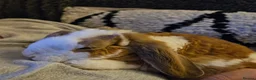 Mini Lop rabbits for sale: Pure Plush mini lop doe  - Advert 7
