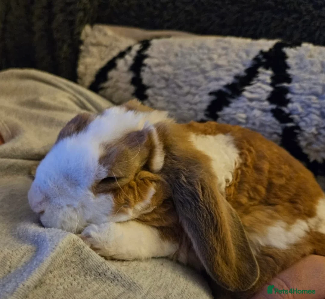 Mini Lop rabbits for sale: Pure Plush mini lop doe  - Advert 7