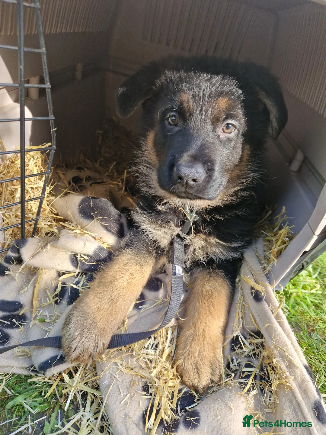 German Shepherd dogs for sale: Pure German shepherd puppy - Advert 1