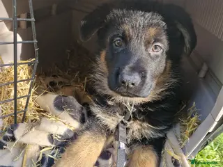 German Shepherd dogs Pure German shepherd puppy - Advert 1