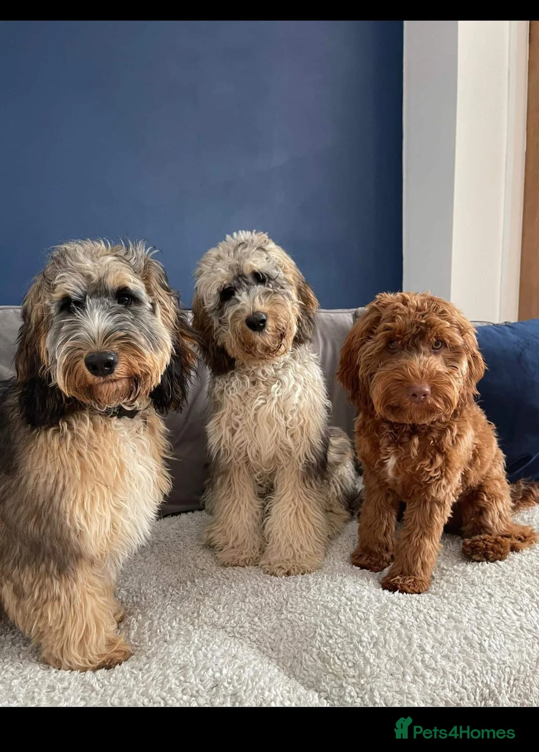 Cockapoo dogs for stud: Experienced & Dna tested F1 Sable Cockapoo Stud in Cannock - Advert 13